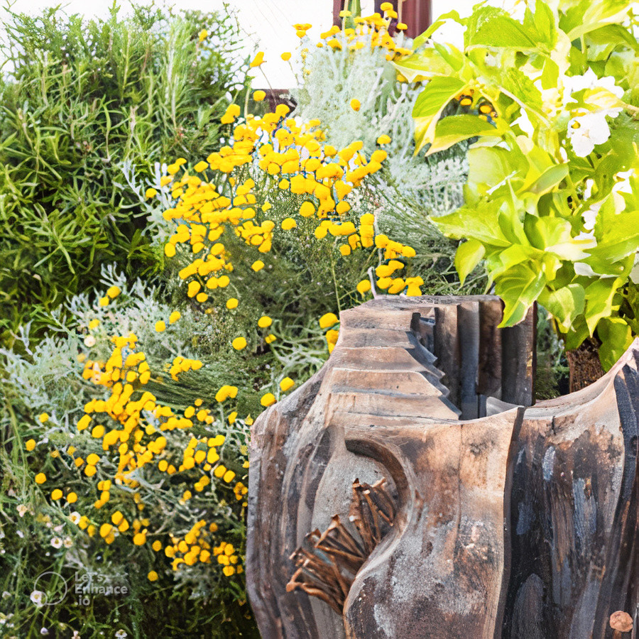 piante alta risoluzione